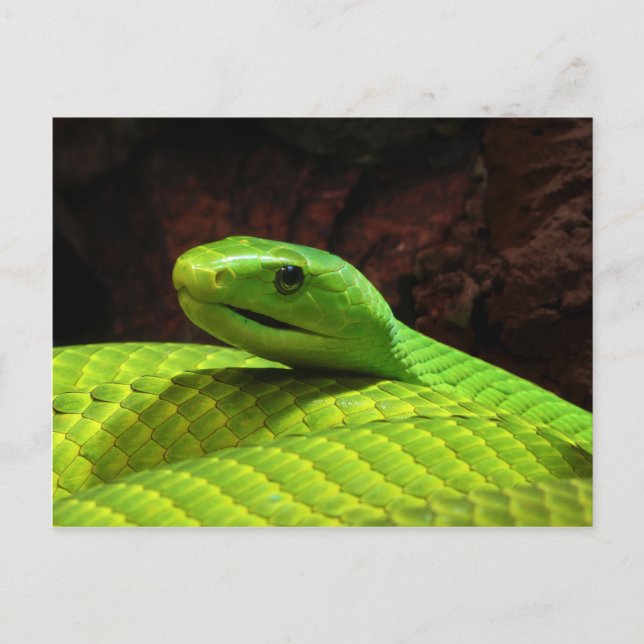 Eastern Green Mamba Dendroaspis Angusticeps Postcard (Front)