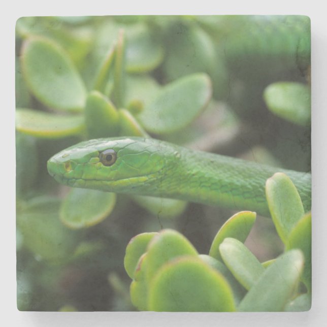 Eastern Green Mamba (Dendroaspis Angusticeps) Stone Coaster (Front)
