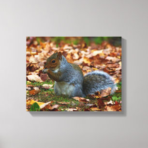 Eastern Grey Squirrel Canvas Print