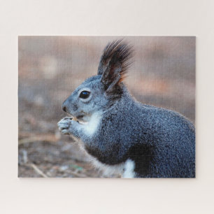 Eastern Grey Squirrel Close up, Jigsaw Puzzle
