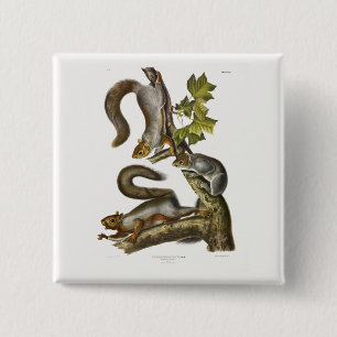 Eastern Grey Squirrel (Migratory Squirrel) Audubon 2 Inch Square Button