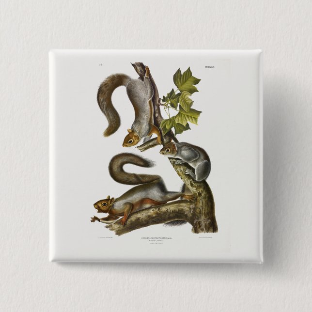 Eastern Grey Squirrel (Migratory Squirrel) Audubon 2 Inch Square Button (Front)