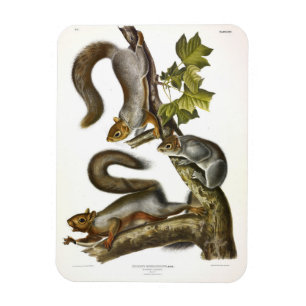 Eastern Grey Squirrel (Migratory Squirrel) Audubon Magnet