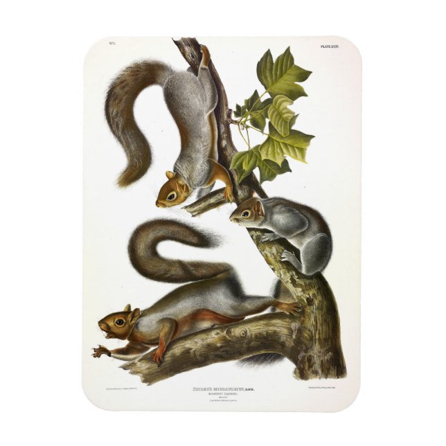 Eastern Grey Squirrel (Migratory Squirrel) Audubon Magnet (Vertical)