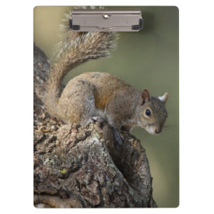 Eastern Grey Squirrel, or grey squirrel Clipboard