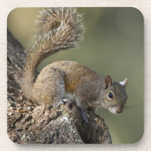 Eastern Grey Squirrel, or grey squirrel Coaster
