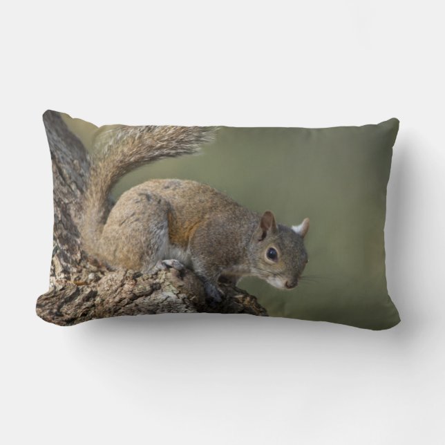 Eastern Grey Squirrel, or grey squirrel Lumbar Pillow (Front)