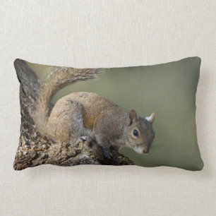 Eastern Grey Squirrel, or grey squirrel Lumbar Pillow