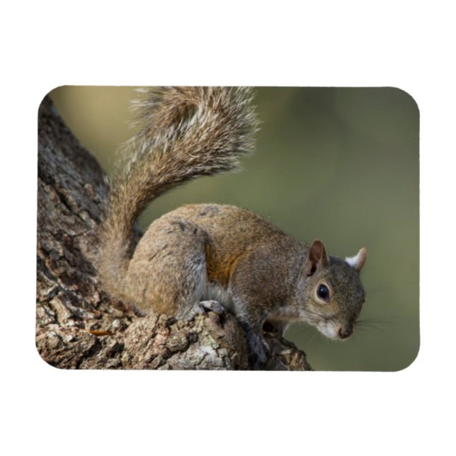 Eastern Grey Squirrel, or grey squirrel Magnet (Horizontal)