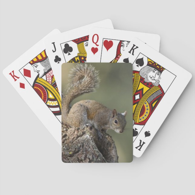 Eastern Grey Squirrel, or grey squirrel Playing Cards (Back)
