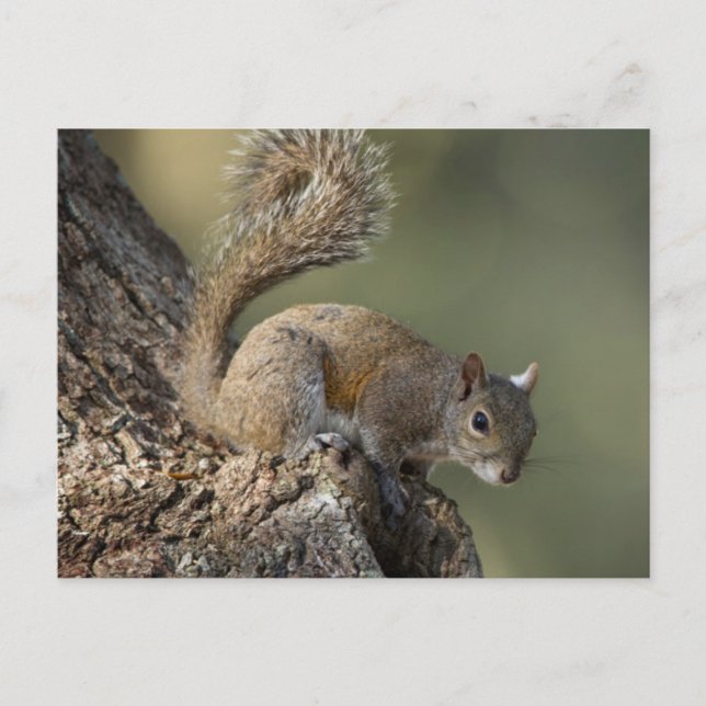 Eastern Grey Squirrel, or grey squirrel Postcard (Front)