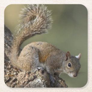 Eastern Grey Squirrel, or grey squirrel Square Paper Coaster