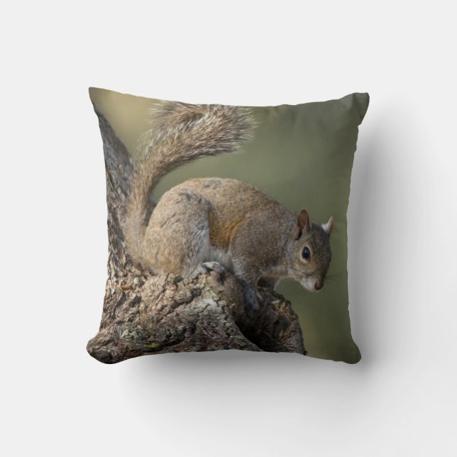 Eastern Grey Squirrel, or grey squirrel Throw Pillow (Front)