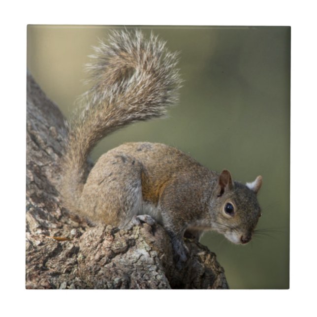 Eastern Grey Squirrel, or grey squirrel Tile (Front)