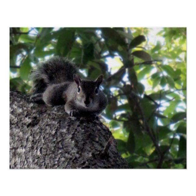 Eastern Grey Squirrel Posing in a Live Oak Tree Poster (Front)