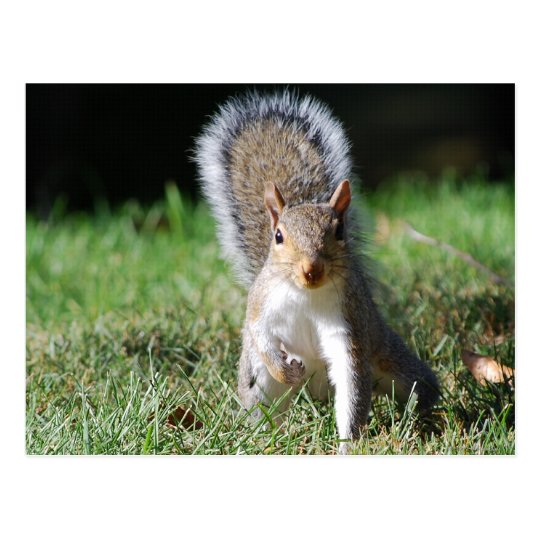 Eastern Grey Squirrel postcard