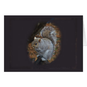 Eastern Grey Squirrel - Sciurus carolinensis