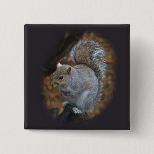 Eastern Grey Squirrel - Sciurus carolinensis 2 Inch Square Button