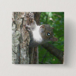 Eastern Grey Squirrel (Sciurus carolinensis) Items 2 Inch Square Button