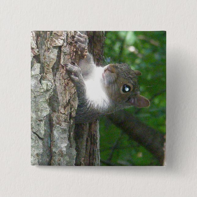 Eastern Grey Squirrel (Sciurus carolinensis) Items 2 Inch Square Button (Front)