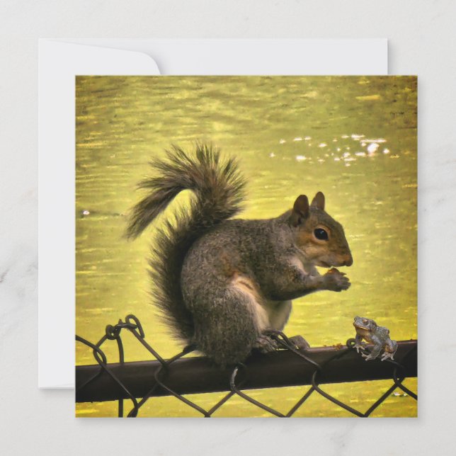 Eastern grey squirrel (Sciurus carolinensis)  Save The Date (Front)