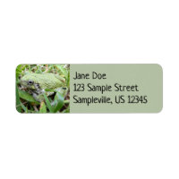 Eastern Grey Treefrog Nature Photography