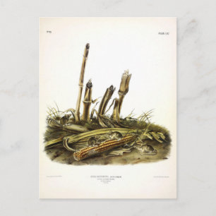 Eastern Harvest Mouse or Little Harvest Mouse Postcard