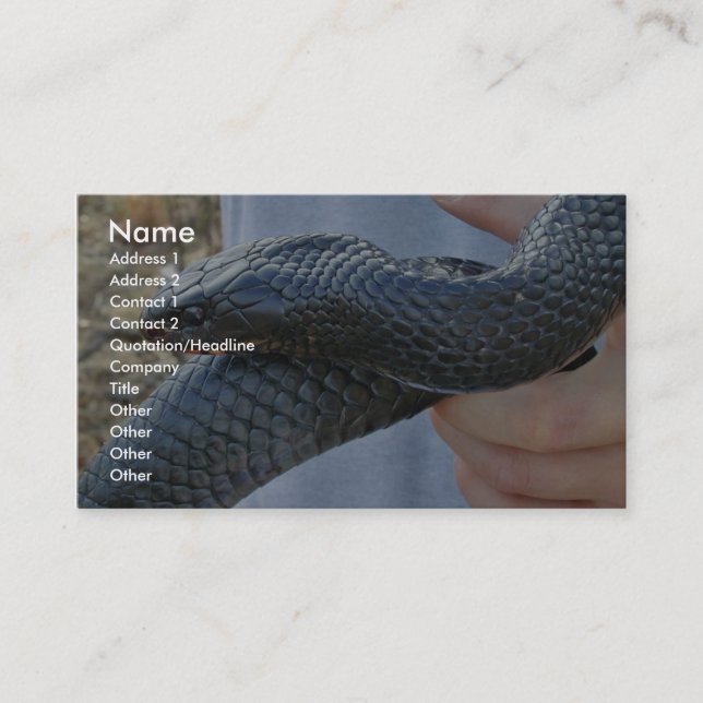 Eastern indigo snake (Drymarchon corais couperi) Business Card (Front)