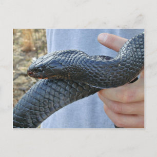 Eastern indigo snake (Drymarchon corais couperi) Postcard