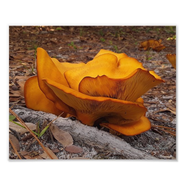 Eastern Jack O'Lantern Mushrooms Photo Print (Front)