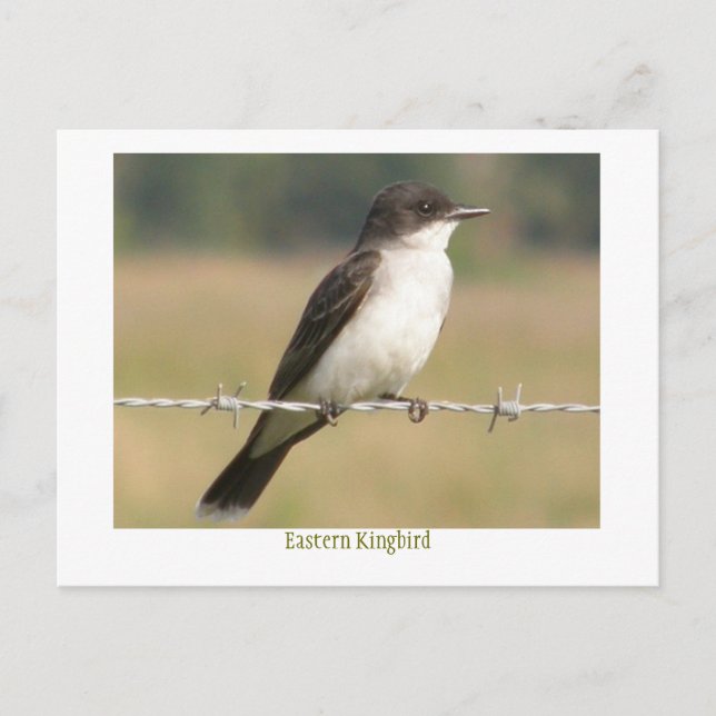 Eastern Kingbird Postcard (Front)