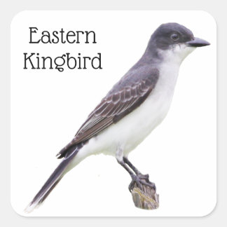 Eastern Kingbird Square Sticker