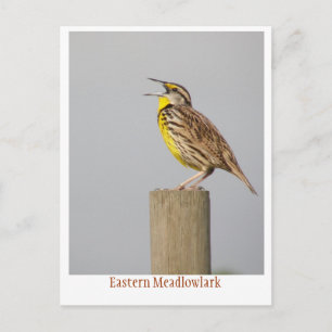 Eastern Meadlowlark Postcard