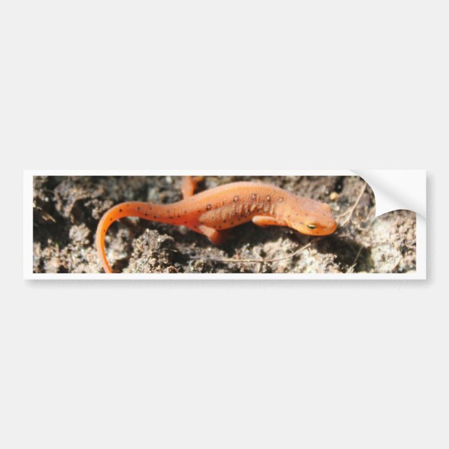 Eastern Newt Bumper Sticker (Front)
