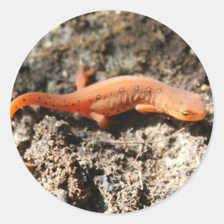 Eastern Newt Classic Round Sticker