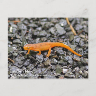 Eastern Newt Postcard