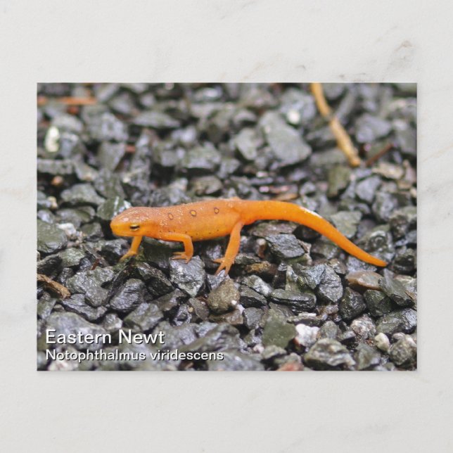 Eastern Newt Postcard (Front)