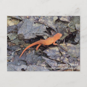 Eastern Newt Postcard