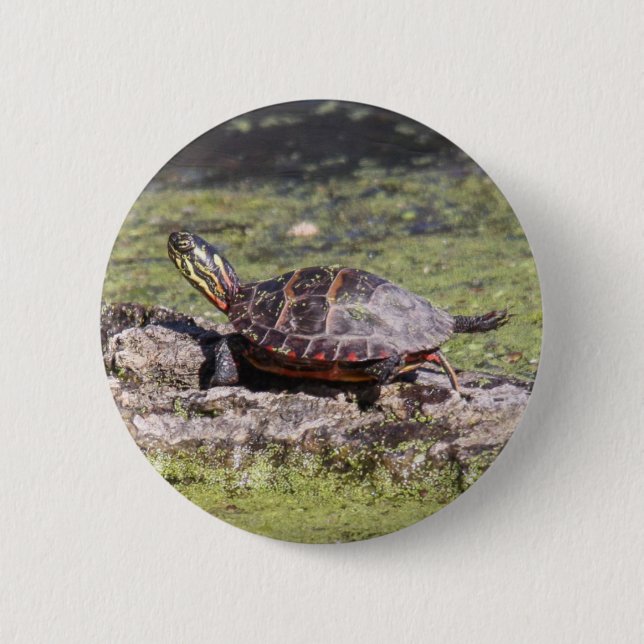 Eastern Painted Turtle 2 Inch Round Button (Front)