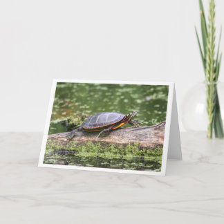 Eastern Painted Turtle Holiday Card