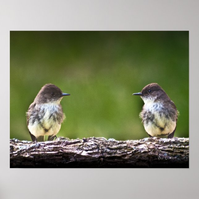 Eastern Phoebe Fledglings Poster (Front)