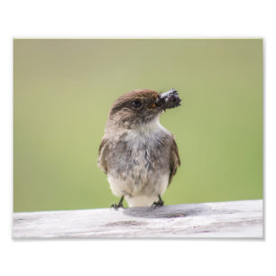 Eastern Phoebe Gathering Mud for Nest Photo Print