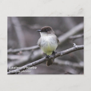 Eastern Phoebe Postcard