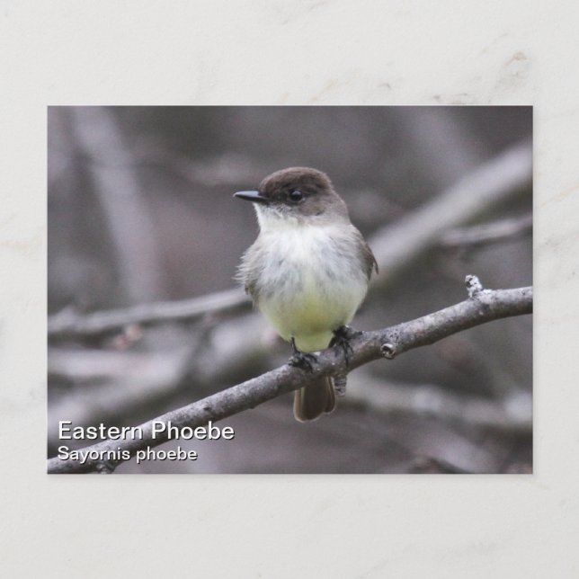 Eastern Phoebe Postcard (Front)