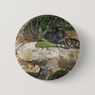 Eastern Pondhawk Dragonfly Coordinated Items 2 Inch Round Button