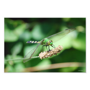Eastern Pondhawk Dragonfly print