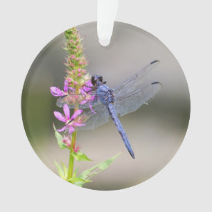 Eastern Pondhawk Ornament