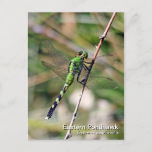 Eastern Pondhawk Postcard
