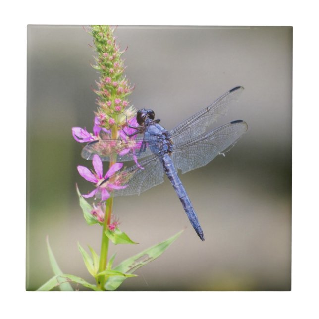 Eastern Pondhawk Tile (Front)