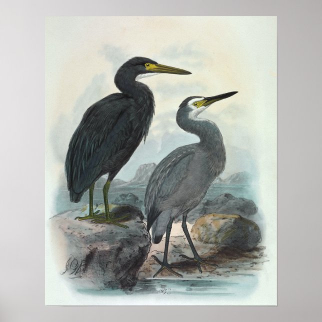 Eastern Reef Egret and White-Faced Heron Poster (Front)
